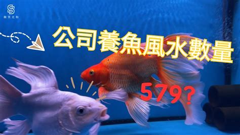 風水魚數量|風水專家教你養魚